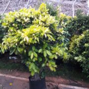 IMG-20171003-WA0028