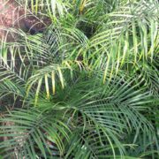 IMG-20171003-WA0036