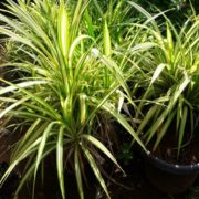 IMG-20171003-WA0041