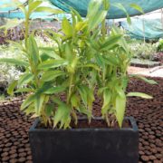 IMG-20171003-WA0044