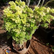 IMG-20171003-WA0047