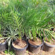 IMG-20171003-WA0049