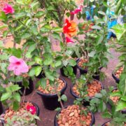 WhatsApp Image 2017-12-09 at 3.59.26 PM Plant Nursery in OMR