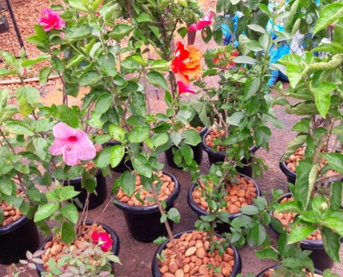 WhatsApp Image 2017-12-09 at 3.59.26 PM Plant Nursery in OMR