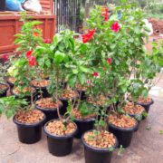 WhatsApp Image 2017-12-09 at 3.59.34 PM Plant Nursery in Chennai