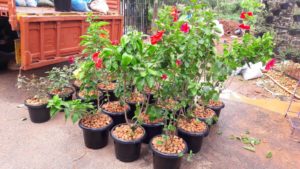 Plant Nursery in Chennai