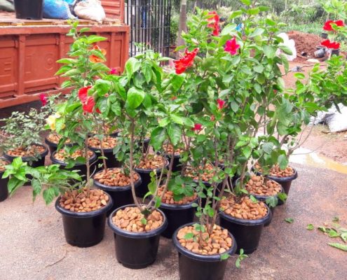 WhatsApp Image 2017-12-09 at 3.59.34 PM Plant Nursery in Chennai