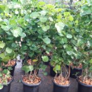 WhatsApp Image 2017-12-09 at 3.59.59 PM Plant Nursery in Chennai