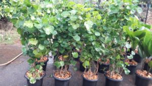 Plant Nursery in Chennai