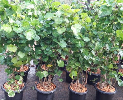 WhatsApp Image 2017-12-09 at 3.59.59 PM Plant Nursery in Chennai